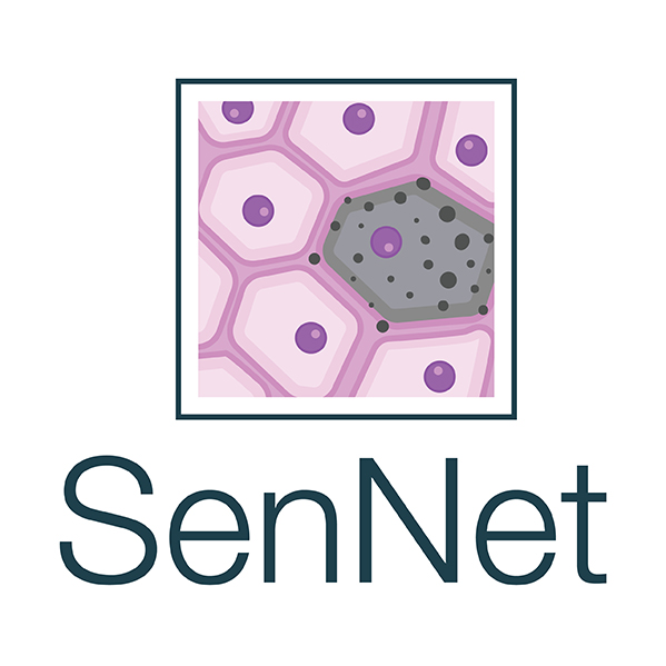  The National Institutes of Health logo for the SenNet program.