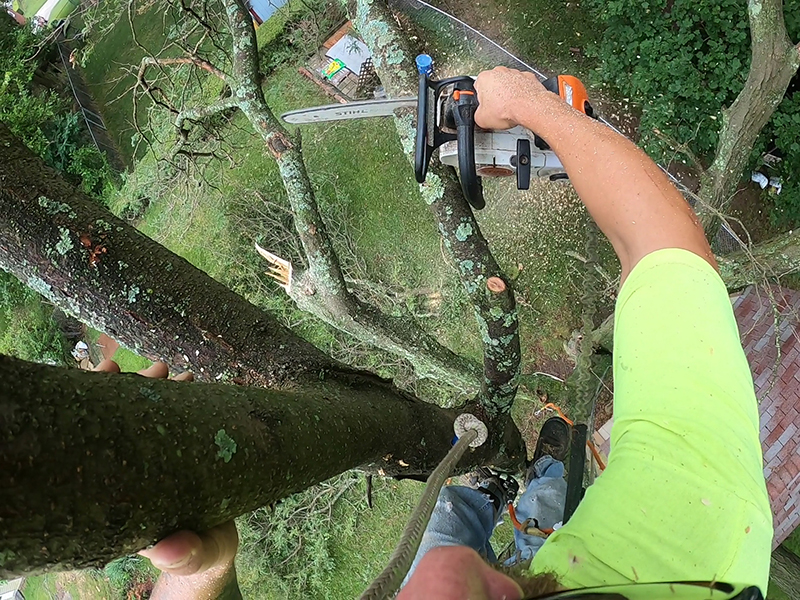  An aborist in a tree captures his work trimming a limb with a head-mounted camera.