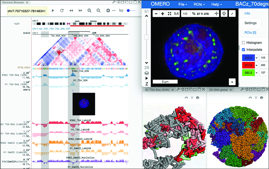  Models of a cell nucleus appear in different forms and colors.